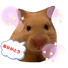 [LINEスタンプ] ハムハムハムなハムちゃん①