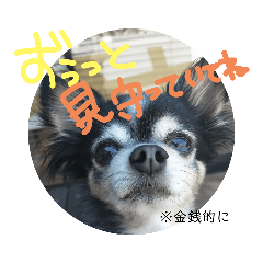 [LINEスタンプ] チワワのコイ様〜要求編〜