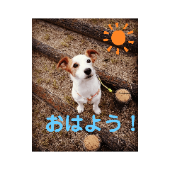 [LINEスタンプ] 可愛いジャックラッセル