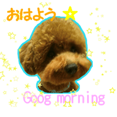 [LINEスタンプ] トイプードルスタンプ2