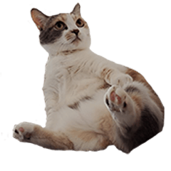 [LINEスタンプ] 猫の凛様