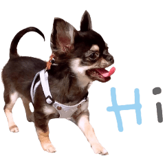 [LINEスタンプ] チワワ*Hurley2