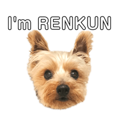 [LINEスタンプ] たんのれんくん