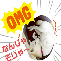 [LINEスタンプ] 柴犬こもみー