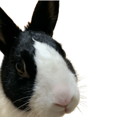 [LINEスタンプ] うさぎの茶々