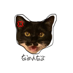 [LINEスタンプ] わんにゃんあいさつ(ゆんぴ)