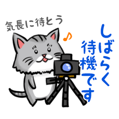 [LINEスタンプ] カメラマン猫