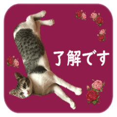 [LINEスタンプ] 数奇なき人生を送るムーの日常 基本挨拶編