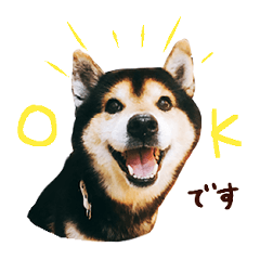[LINEスタンプ] 黒柴りゅうの日常