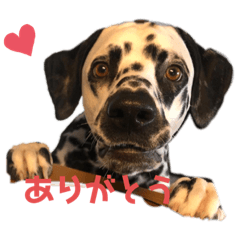 [LINEスタンプ] ダルメシアンのRAIN