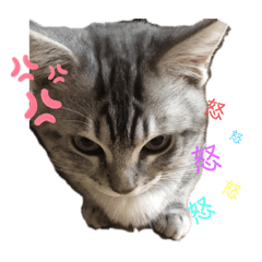 [LINEスタンプ] 猫のまめたくん