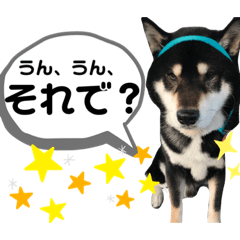 [LINEスタンプ] 黒柴りき