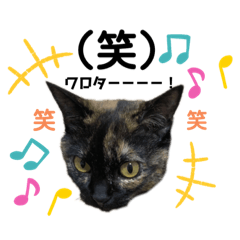 [LINEスタンプ] 森内家のにゃんこ！④健さんver