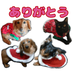 [LINEスタンプ] いつまでも一緒 いつまでも一緒