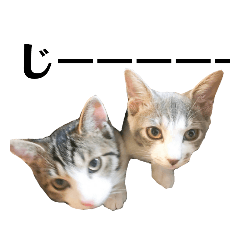 [LINEスタンプ] つくねとがんも