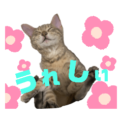 [LINEスタンプ] さくにゃん其の参
