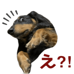 [LINEスタンプ] ダックスのぽんたさん②