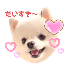 [LINEスタンプ] こむぎちゃんのきゃわたんスタンプ