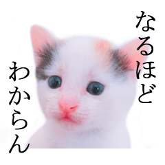 [LINEスタンプ] 三毛猫のさくら