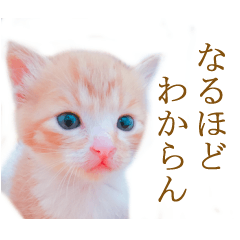 [LINEスタンプ] 茶トラ猫のトラ