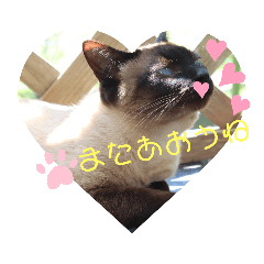 [LINEスタンプ] うちのあずきadorable Azuki3