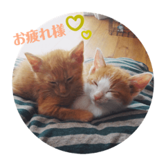 [LINEスタンプ] うちのねこ♡♡