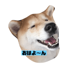 [LINEスタンプ] 柴犬はなさく