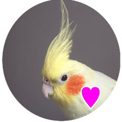[LINEスタンプ] 私のかわいいオカメインコ