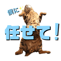 [LINEスタンプ] ベンガル レオンkun♪♪