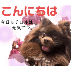 [LINEスタンプ] チロルつたんぷ！