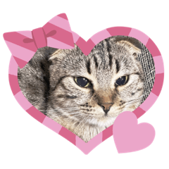 [LINEスタンプ] 大好きなにゃんこ達♡