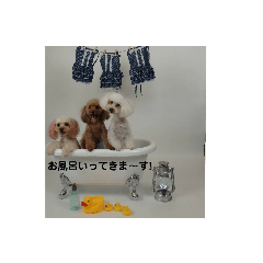[LINEスタンプ] わんこ 6
