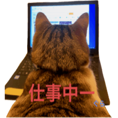 [LINEスタンプ] Macyako cats2