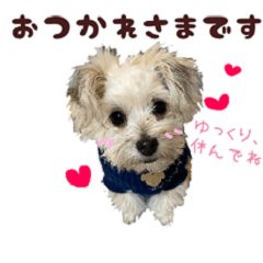 [LINEスタンプ] マルプーちゃんの日常スタンプ
