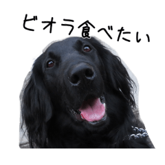 [LINEスタンプ] フラットコーテッドレトリバーのスタンプ