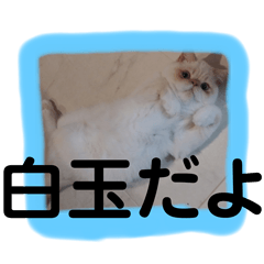 [LINEスタンプ] エキゾチック◎白玉