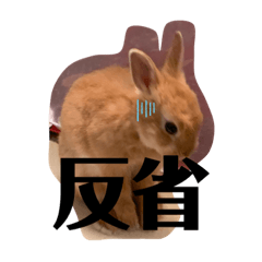 [LINEスタンプ] うさぎのRockyの日常