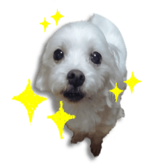 [LINEスタンプ] 今日も幸せハッピーちゃん