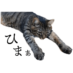 [LINEスタンプ] ぐうたらねこ、びびちゃんの1日。
