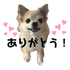 [LINEスタンプ] ふわふわチワワのもこちゃん