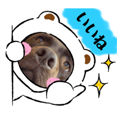 [LINEスタンプ] こたろう（チョコラブ3）