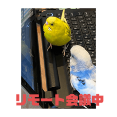[LINEスタンプ] インコのキイとシロ  第3弾