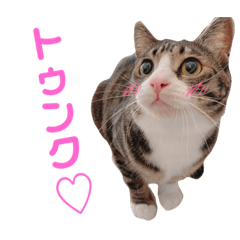 [LINEスタンプ] かぎさんと紫苑 6