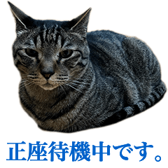 [LINEスタンプ] ただのねこのスタンプ。3