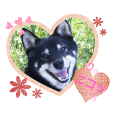[LINEスタンプ] 黒柴とゆかいな仲間たち