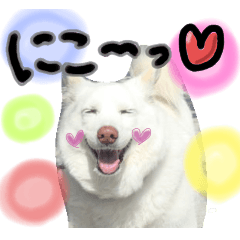 [LINEスタンプ] のあスタンプ。犬