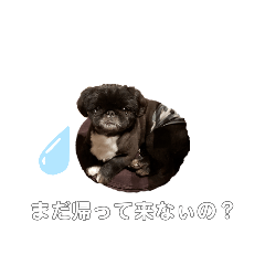 [LINEスタンプ] 勘太君！