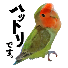 [LINEスタンプ] コザクラインコのハットリくん