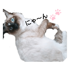 [LINEスタンプ] ラグドール♡Luck♡Part1
