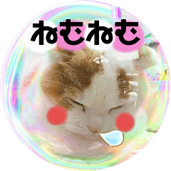 [LINEスタンプ] 猫のぺろ